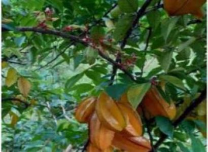 1 Day Zanzibar Spice Tour
