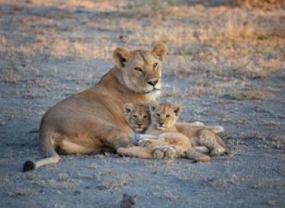 8 Days Adventure Safari Tour