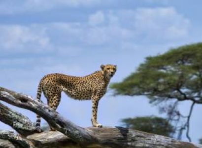11 Days East Africa Classic Safari Tour