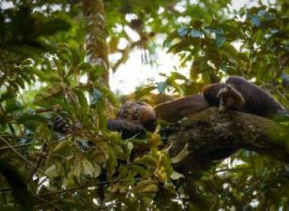 10 Days Epic Uganda Tour