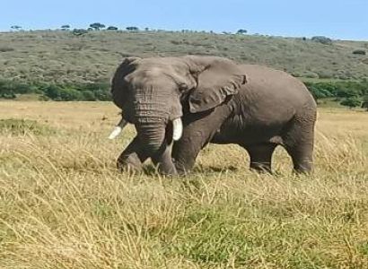 3 N 4 Days Masi Mara Package