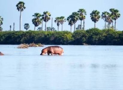 7-Day Southern Tanzania Safari - Nyerere - Ruaha Tour