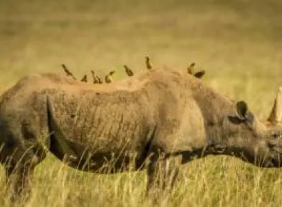 Kifaru Safari – 3 Nights 4 Days Safari