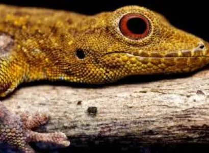 3 Day Mikumi - Udzungwa Naytional Parks Safari Tour