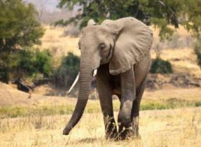 5 Day Ruaha National Park Safari Adventure Tour