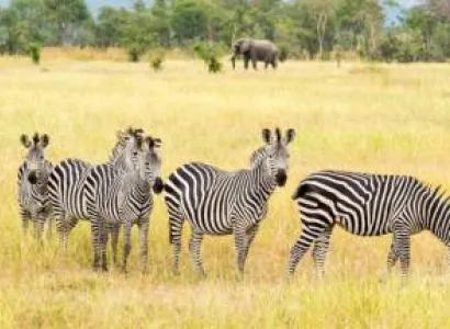 5 Day Nyerere - Mikumi And Udzungwa Safari Adventure Tour