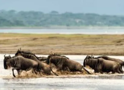 6 Day Serengeti Migration Safari Tour