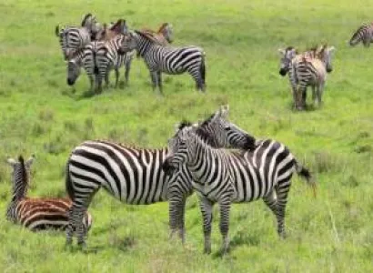 7D 6N Safari To Arusha - Tarangire - Serengeti - Ngorongoro Crater Tour