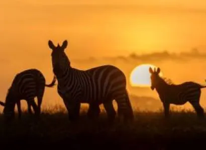 6Days 5Nights Safari Serengeti - Tarangire And Ngorongoro Tour