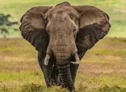 4 Day Tarangire - Serengeti And Ngorongoro Crater Safari Tour