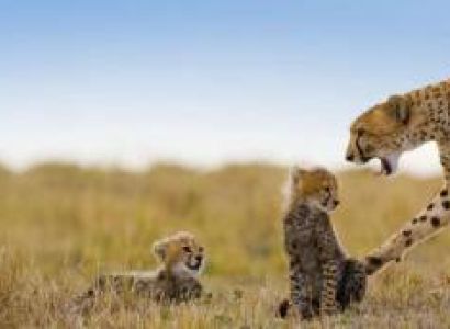 Explore Tanzania with Lowen Safaris