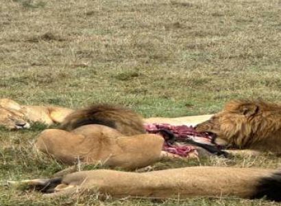 4 Days Comfort Safari Unlock the Magic