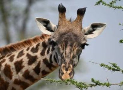 5 Days Exclusive Tanzania Private Safari Tour