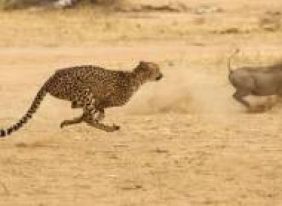 4 Days Classic Northern Circuit Safari Tour