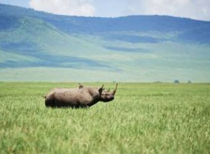 3 Days Ultimate Tarangire - Ngorongoro Crater - Serval Wildlife Tour