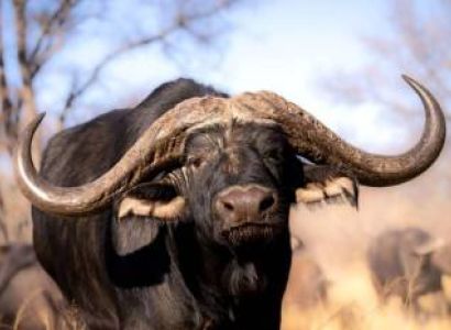 5 Days Luxury Safaris All Inclusive Tour