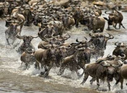 7 Days Great Migration Safaris Tour