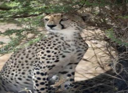 Unforgettable Safari Tour
