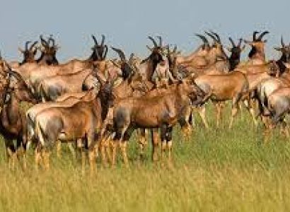 Kenya - Tanzania Safari Combo 7N - 8D Tour