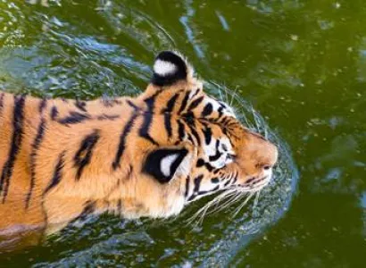 Corbett - Lansdowne 4N - 5D Tour