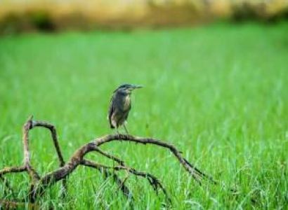 7D Andaman - Bird Watching - Trekking - Scuba Diving Package