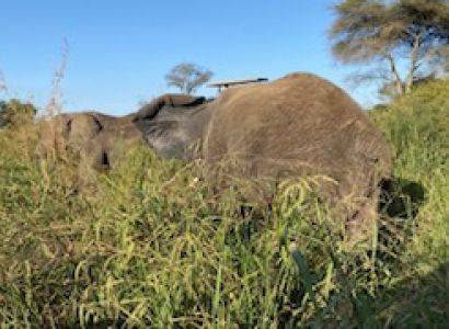 4- Fly Serengeti- Ngorongoro Tour From Zanzibar