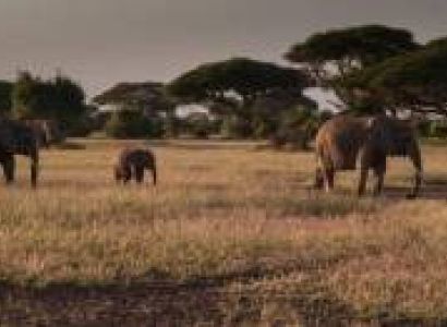 9 Days - 8 Nights Safari Beach Combination Tour