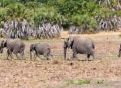 12 Days - 11 Nights Selous Luxury Safari And Zanzibar Tour