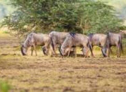 17 Days 16 Nights Serengeti - Selous - Zanzibar Tour