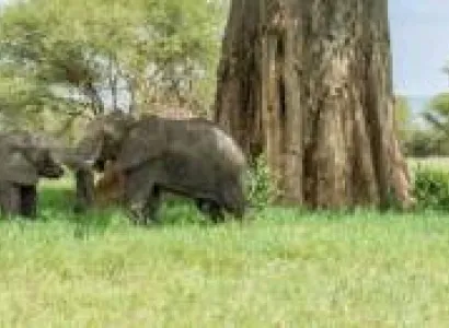 21 Days - 20 Nights Camping Safari - Zanzibar Combination Tour