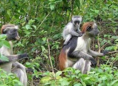 Half Day Walking Tour In Jozani Forest