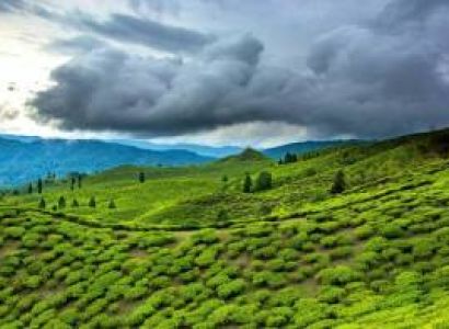 7-Day Assam Tour Package