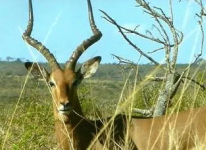 Lions Park - Itala Game Reserve Tour