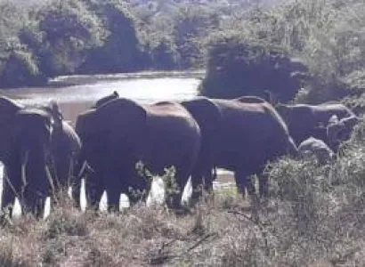 Hluhluwe Game Reserve Tour