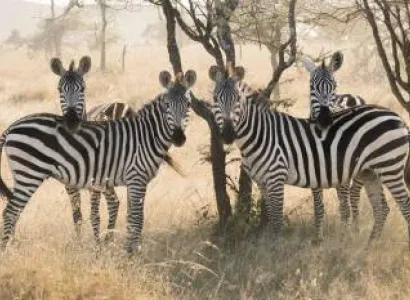 6 Days Tanzania Safari Tour