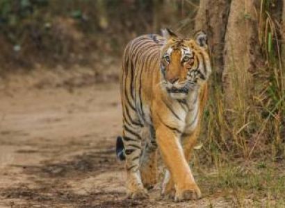 Corbett Wildlife Safari Tour 4 Night - 5 Days
