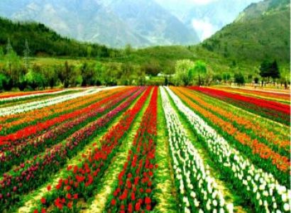 4 Night - 5 Days Kashmir Scenic Retreat Tour
