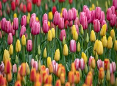 6 Night - 7 Days Kashmir Tour Package