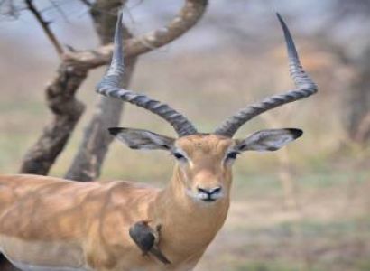 Safari & Bonfire Cultural Show