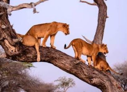 5 Day Tanzania Trips Tours From Arusha