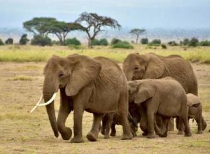 The Wonders Of Amboseli - A Safari Adventure Tour