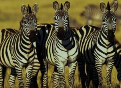 3 Day Northern Serengeti Fly In Safari Tour