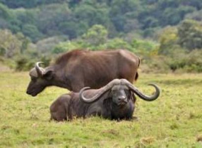 Day Trip - Arusha National Park