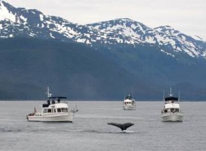 Alaska Glacier Discovery Cruise - 7 Nights - 8 Days Tour