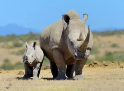 12-Day Best Of Kenya Safari - Coast Tour