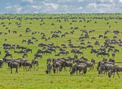 5-Day Maasai Mara-Lake Nakuru-Lake Naivasha Jeep Safari