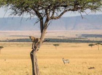 11 Days Tanzania Plains Safari Tour