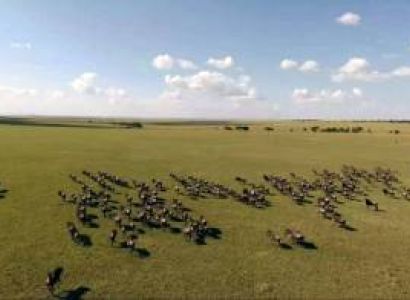 7 Days Mara Migration Experience Tour
