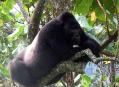 6 Days Classic Primate Safari Tour