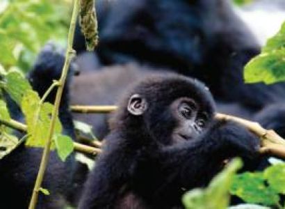 6 Days Uganda Mountain Gorillas Tour